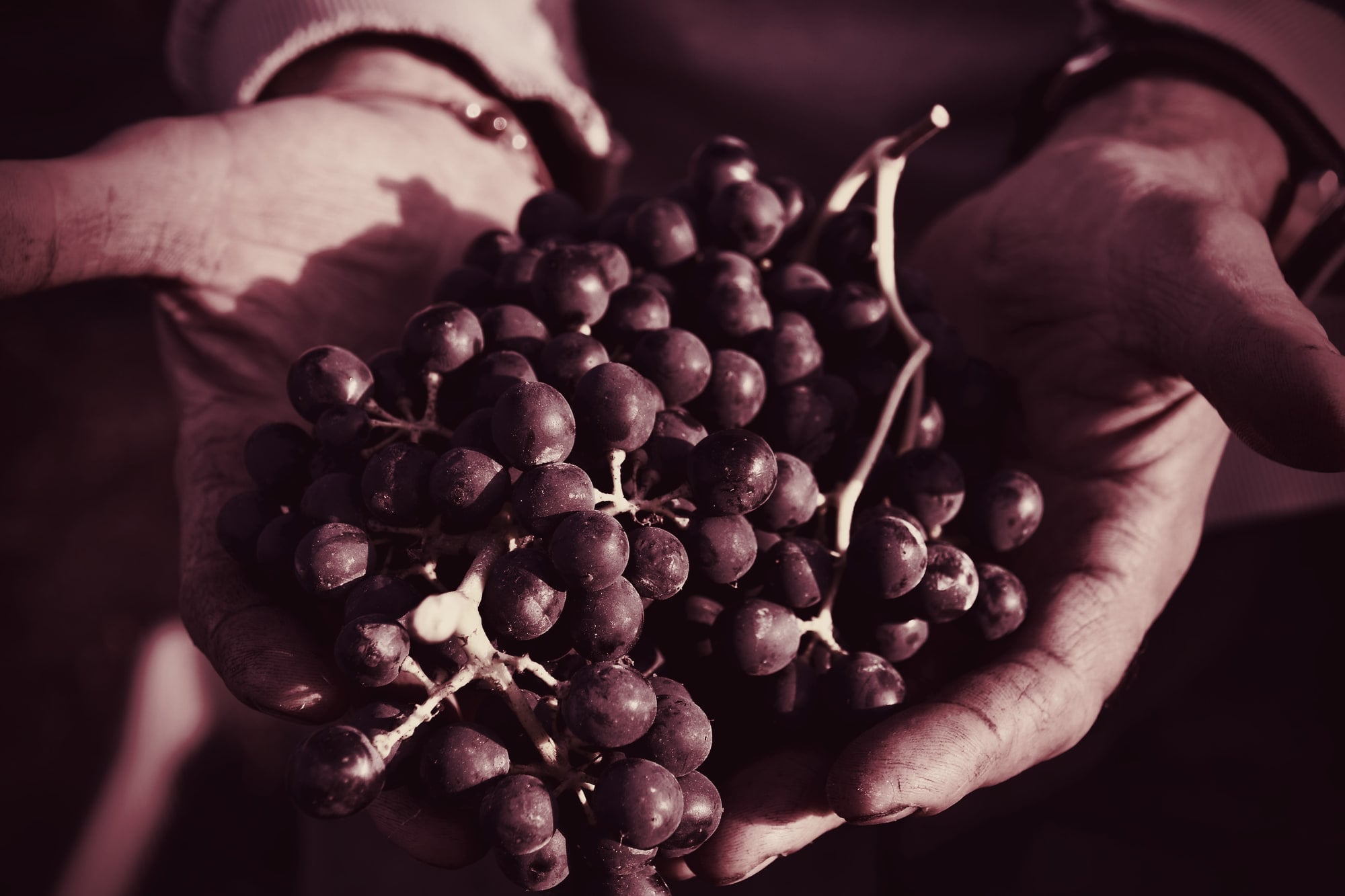 Deux mains tiennent une grappe de raisin noir fraîchement coupée