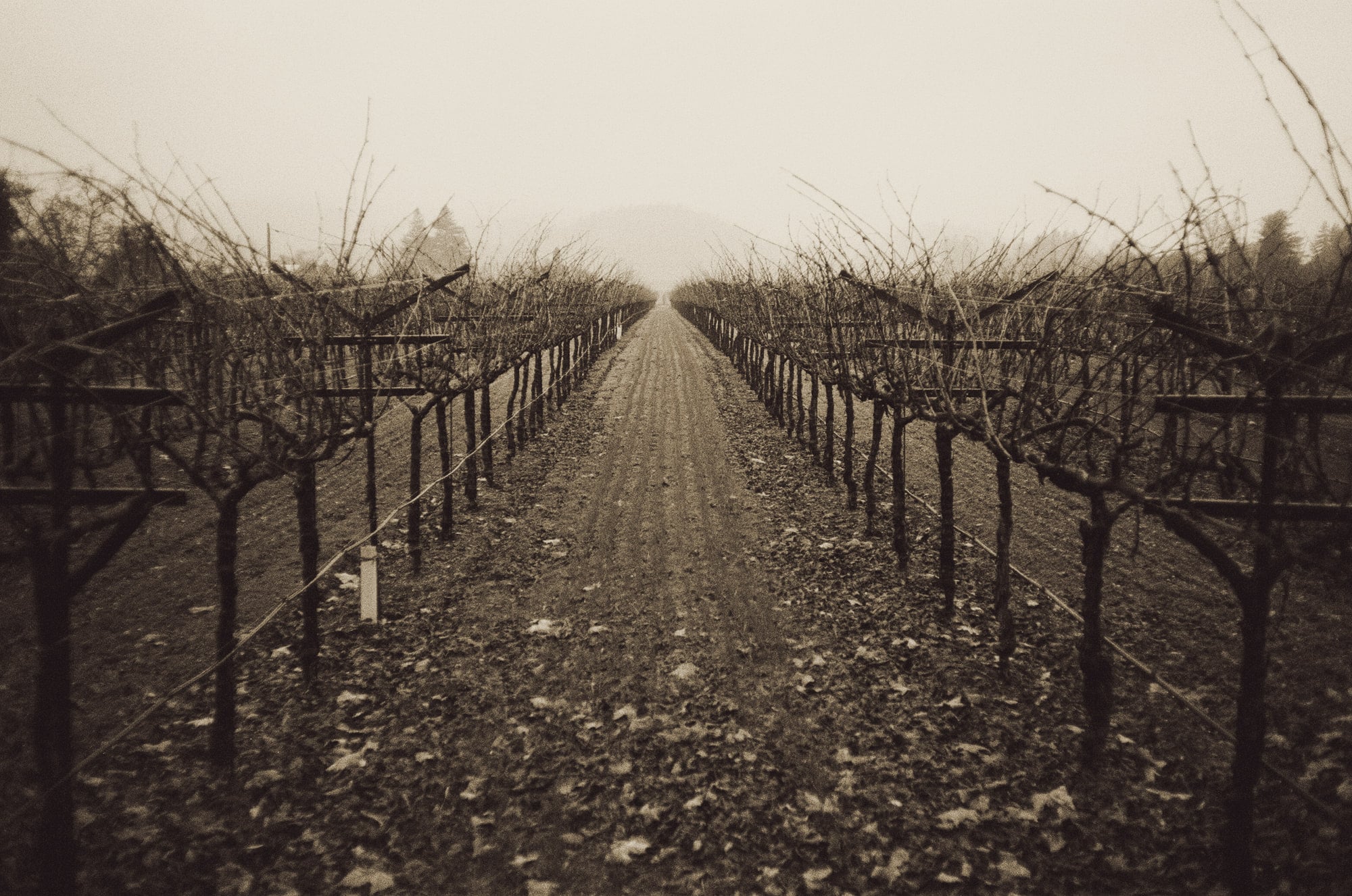 Rangs de vigne nus en hiver, sous la brume
