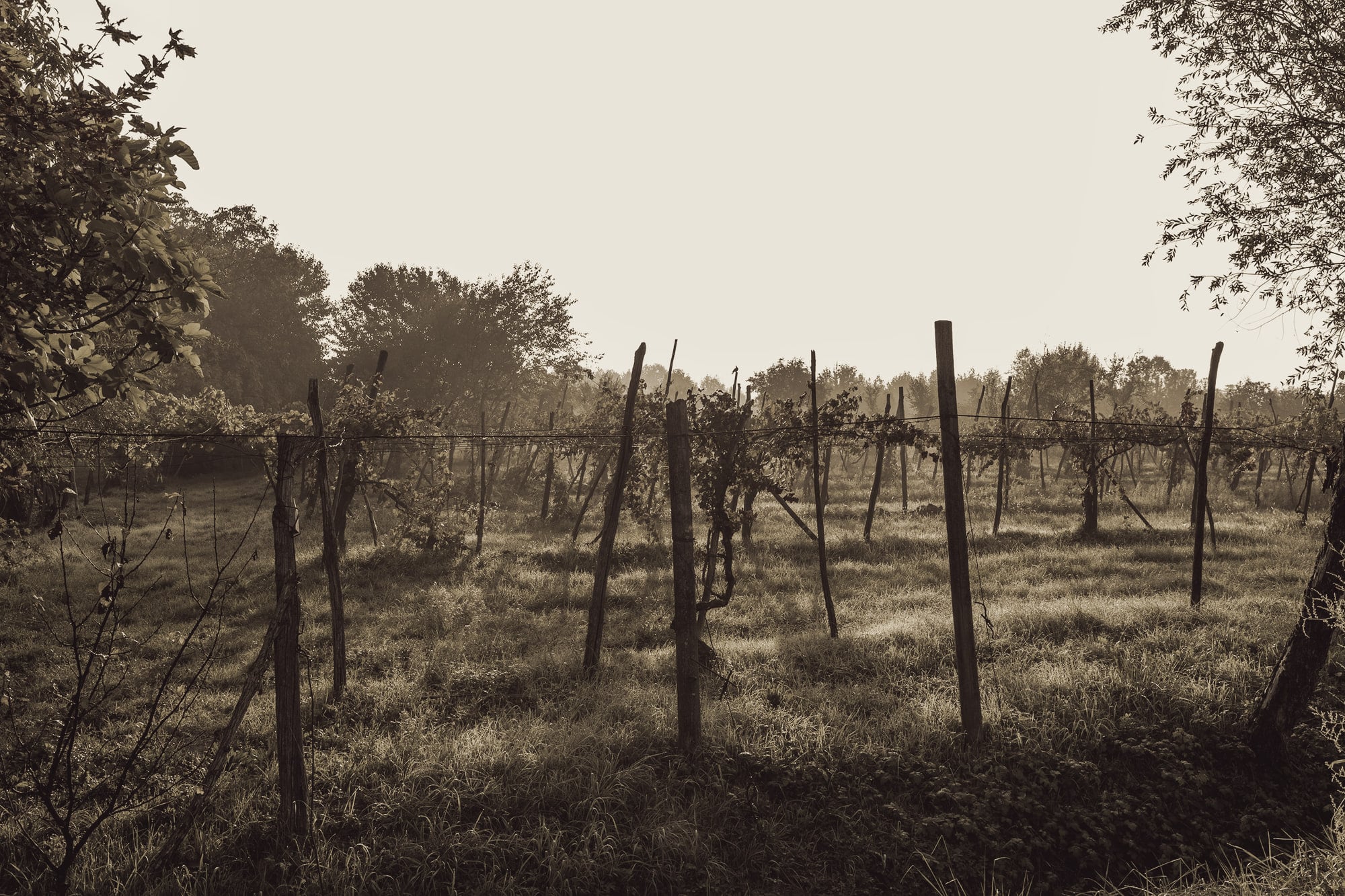 Rangs de vigne et piquets de bois dans la brume du matin, en lisière de forêt